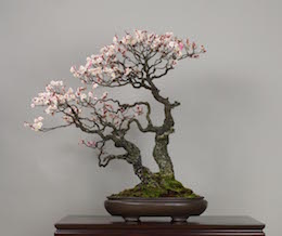Omoi-no-mama (Japanese Apricot), photo by the Omiya Bonsai Art Museum