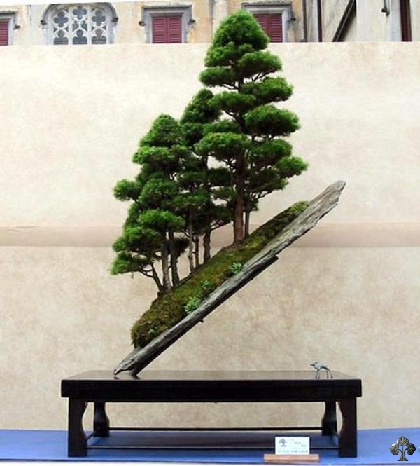 Juniper Bonsai