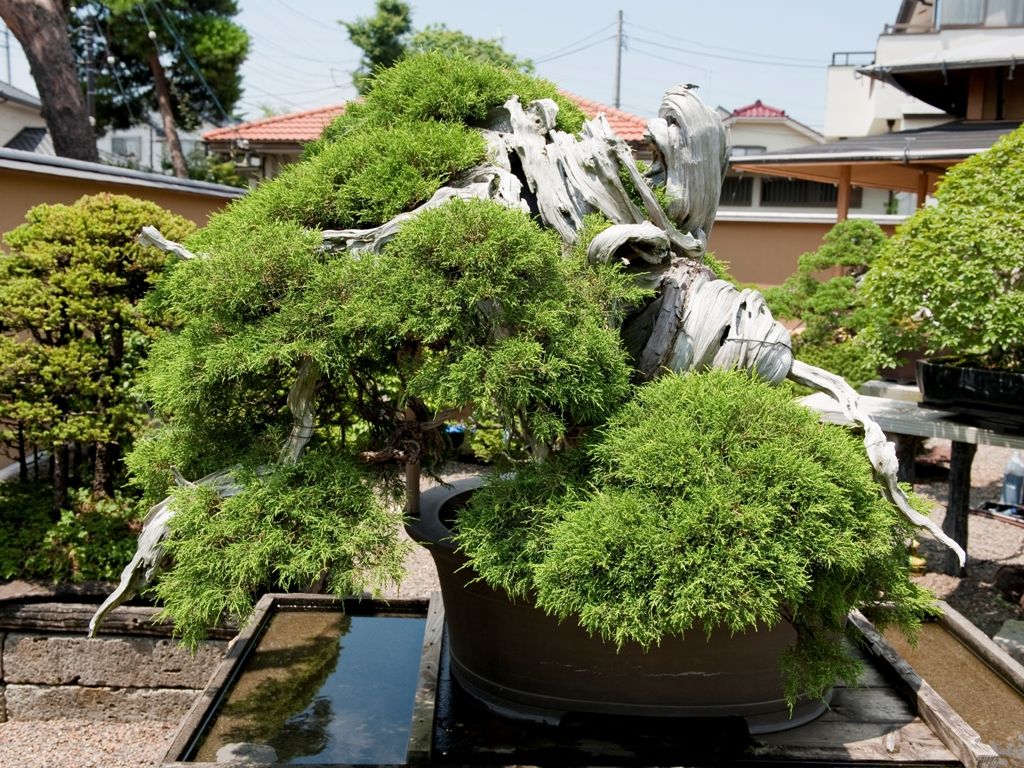 Bonsai Pinus 1000 tahun