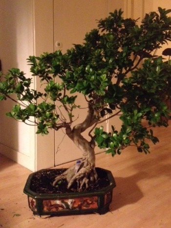 Bonsai Ficus