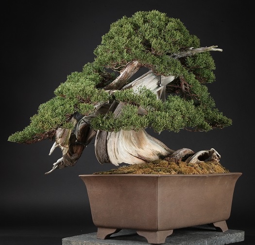 Harga Bonsai
