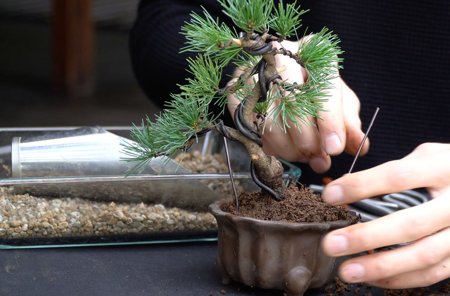 Membuat Bonsai Pinus