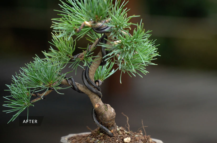 Membuat Bonsai Pinus