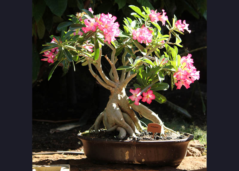 Bonsai Adenium dengan bunga merah jambu