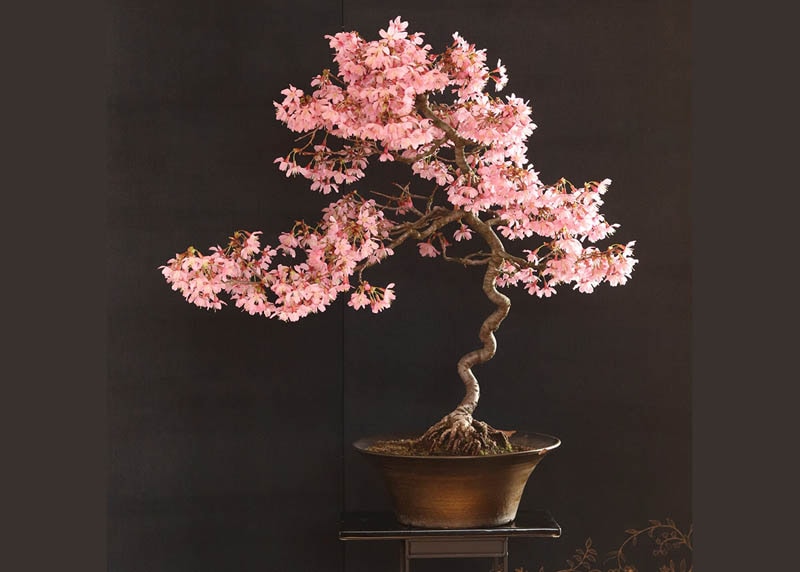 Prunus Jepang (Bonsai sakura)
