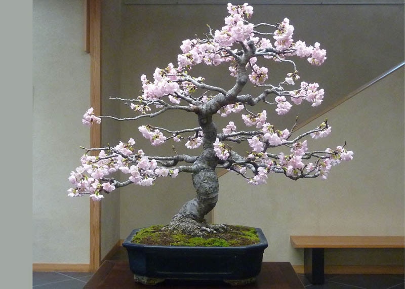 Bonsai Prunus di Jepang