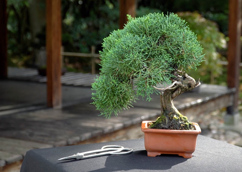Cemara sinensis (Juniperus chinensis)