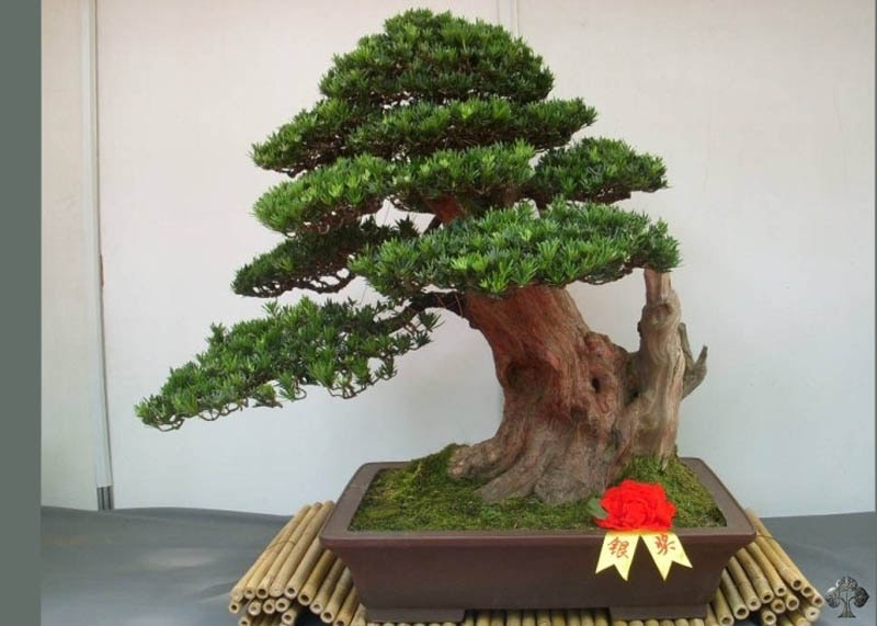 Bonsai pohon Podocarpus