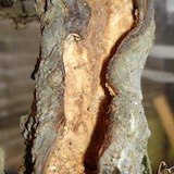 Pekerjaan pengukiran ( setelah )