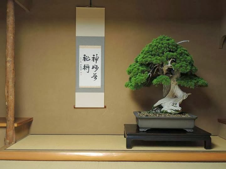 Bonsai berumur 800 tahun