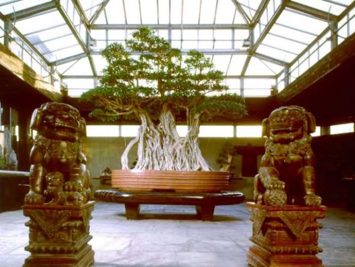 Bonsai Ficus berumur 1000 tahun