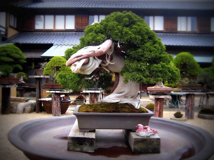 Bonsai di Shunka-en