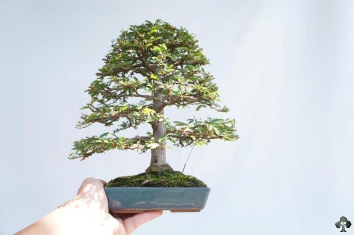 Shohin Bonsai
