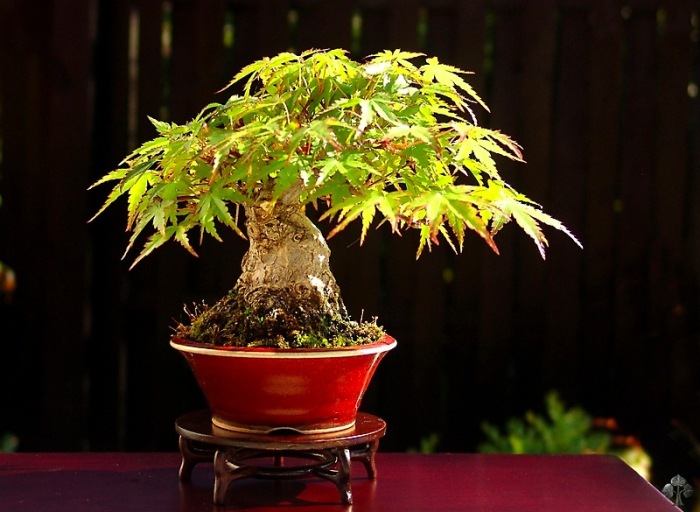 Bonsai Shohin