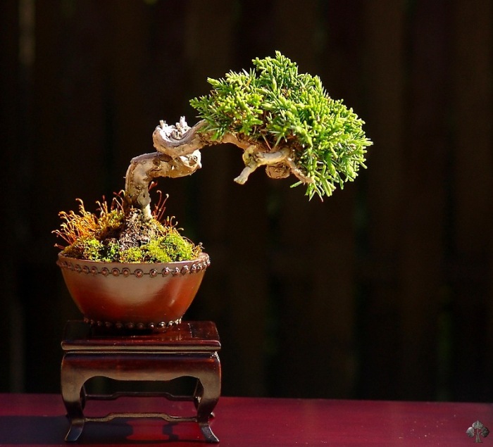Pohon Juniper Shohin