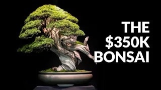 Harga Bonsai