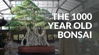 Pohon Bonsai tertua