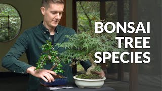 Jenis pohon yang sering dipakai untuk Bonsai