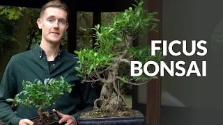 Bonsai Beringin / Ficus