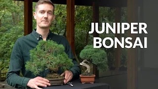 Video: Bonsai Juniper
