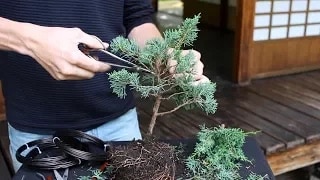 Menata dan membentuk Bonsai